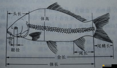 星球重启时代，深入探索并揭秘多栖鱼类基因培养皿的获取策略与途径