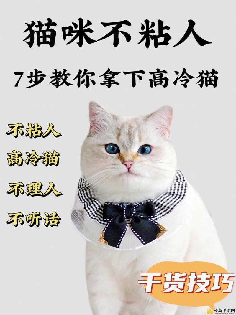 猫咪找不到了怎么办：教你用有效方法快速寻回爱宠