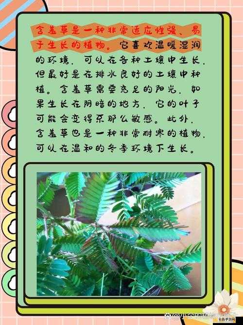 珍稀植物：含羞草、四叶草、三叶草的奇妙世界