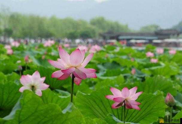 两瓣红莲今夜开一池碧水盼君浴之诗意情境与情感寄托